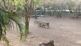 Warthog behavior in our yard in the bush in Marloth Park, South Africa...