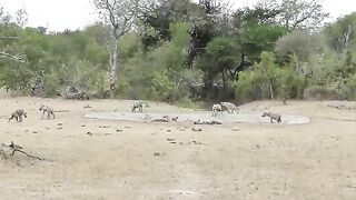 Spotted Hyenas - strange behaviour at waterhole