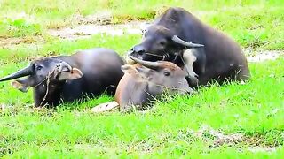 Two male buffaloes are in love with a mother buffalo and many buffaloes are grazing in the lake