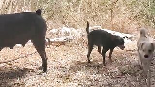 Female Staf and Hounds