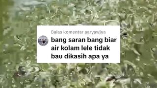 Cara agar air kolam lele tidak BAU