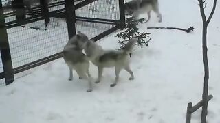 Pairing of wolves