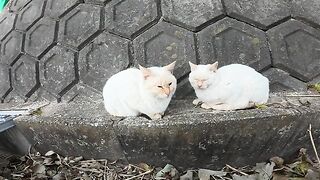 The cats lined up on the slope are touching but wary of people