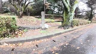 A white cat with blue eyes greets people in the park after the rain.