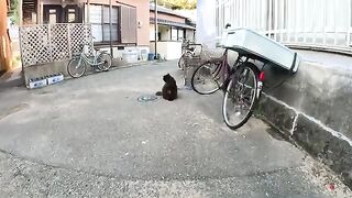 A fluffy black cat was a little wary as he let me noodle.