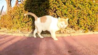 The cat goes to the bench with the person and lies down.