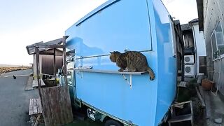 A tabby cat with a big muzzle greets customers at a barbecue restaurant.