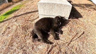 Black and white cats relax after a massage given by a human