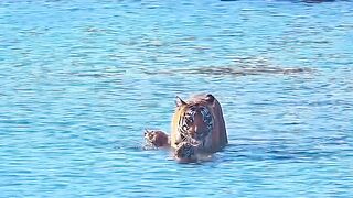 Domestic cats can swim too.