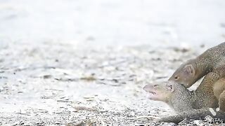 Mating mongoose