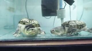 Mating turtles