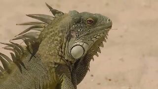 Iguanas Mating Ritual in Bonaire