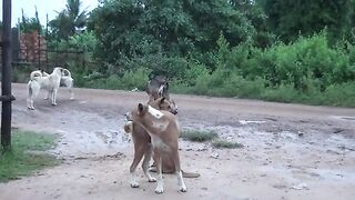 Mating season Female and male Dogs meet each other