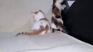 3 Cute playful kittens who are curious about everything