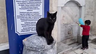 Cute black cat waiting by the roadside asking people for food.