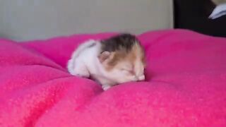 1 Day Old Little Kitten.