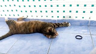 Cute Cat Masi is sunbathing on the balcony