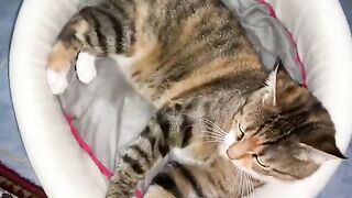 Cute Cat Masi doesn't give up on her bed