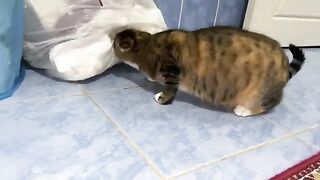 Cat Masi tries anything to get trashed