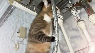 Cute Cat Masi decided to become a mechanic