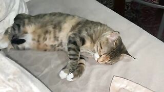 Cute Cat Masi looks funny with her funny sleeping position