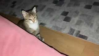 Cute Cat Masi likes to roam the room at night