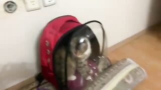 Cute Cat Masi loves her bag