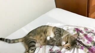 Cute Cat Masi Sara talks like a baby