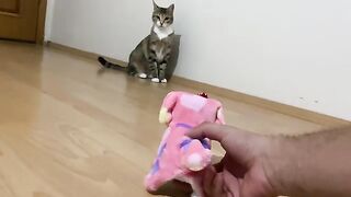 I'm not even interested in the cute cat Masi toy