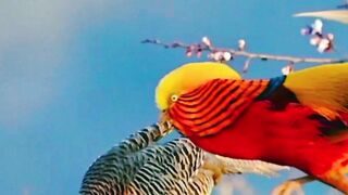 Birds Video | Beautiful Birds Video | Febspot Viral Video