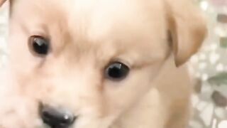 First Bark! Watch This Baby Dog's Cuteness Overload|#funny #dog