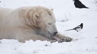 Polar Bear Eating