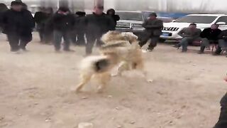 Fierce Showdown: An Unforgettable Dog Fight in a Violent Battle!