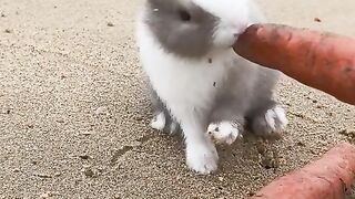 cute rabbit