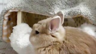 cute rabbit