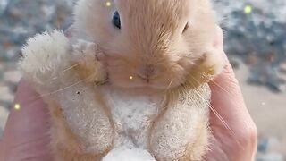 cute rabbit