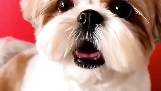 Shih Tzu Dog Barking|cute #dog #cat #funny