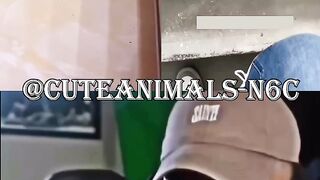 Cute animals funny video