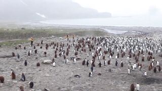 Penguins Colony