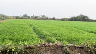 sorghum plants