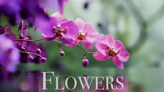 Floral Bliss : Relaxing Music and Beautiful Flowers