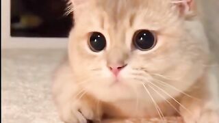 Cat Video