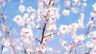 Petals of Peace | Calming Music and Flower Scenery.