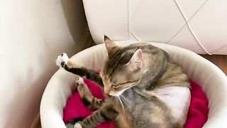 Cute Cat Masi's first video after surgery