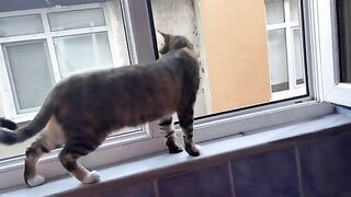 Cute Cat Masi wants to catch birds but she knows it's impossible