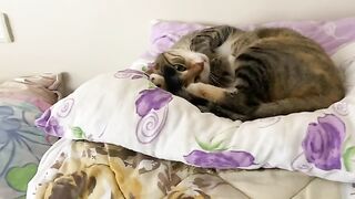 Cute Cat falls asleep on masi pillows and is very cute while sleeping