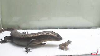 Lizard vs snake - who will win? What will happen