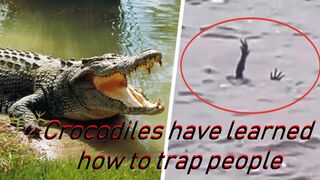 Crocodiles have learned how to trap people