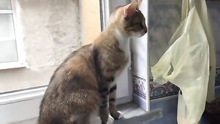 Cute Cat Masi doesn't like good food