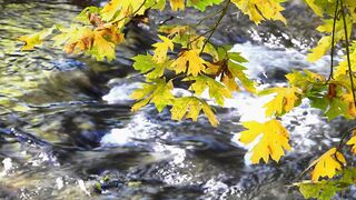 Beautiful view water and flower